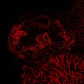 Of Veins, Tendons And Bones