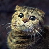 Avatar di puss