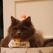 Avatar for itsstillme_
