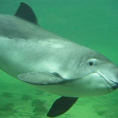 Avatar for Dolphin057