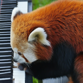 Avatar for synthbear