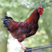Awatar dla atrem