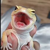 Avatar für Filthypossum