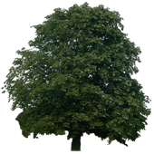Avatar for NizaGG