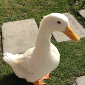 Avatar for Duck1626