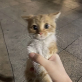 Avatar for kittenmaxxer