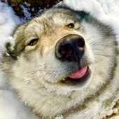 Avatar for saltfur