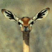 Avatar for essetie