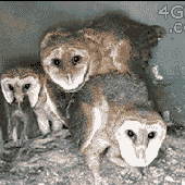 Avatar for sven665