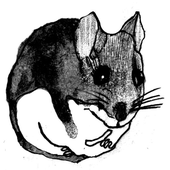 Avatar for skunkanka