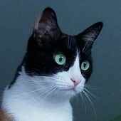 Avatar di Sabimoa
