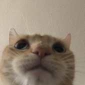Avatar for poggers11