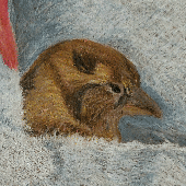 Avatar for marshwren0