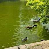 Reflets