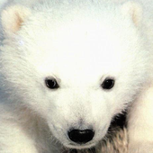 Avatar for thybear