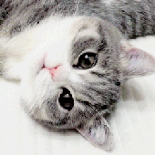 Avatar for MAVka4