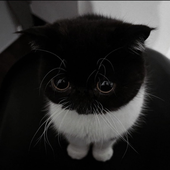 Avatar for pxnvr