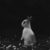 Avatar for rckmbch