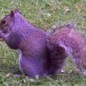 Awatar dla ksquirrel
