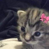Avatar for CATPlLLED