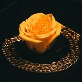 The Golden Rose