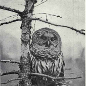 Avatar for BarredOwl