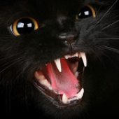 Avatar for brutalpassion