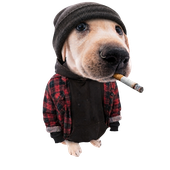 Avatar for CamMesko
