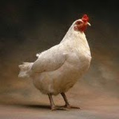 Avatar di dipl_imp