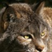 Avatar für JoeLast