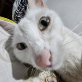 Avatar di anittadocaps