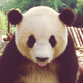 Avatar for yeoop