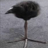 Avatar for Sed_Ket