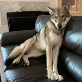Avatar für stardog_