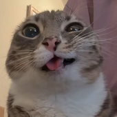 Avatar for thechibbis