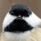 Avatar for da1101