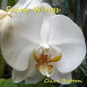 Fairy Wings