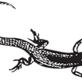 Avatar di blacklizard63