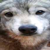 Avatar for sunburnedd