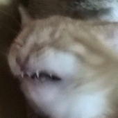 korvolol için avatar