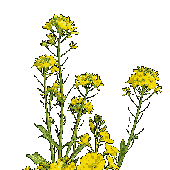 Avatar for wild_cabbage