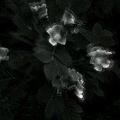 Empty Entity