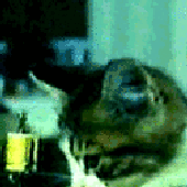 doimnmiob için avatar