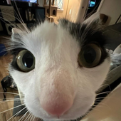 Avatar for xelframe