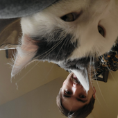 Avatar di ScythwolfConor