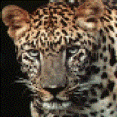 Avatar for jayceky