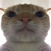 Avatar for Nutmeg11