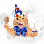 Birthday cat