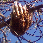 Awatar dla rainwatertea