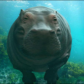 Avatar for hfhippo
